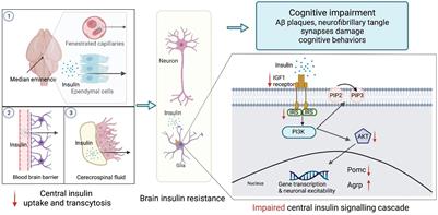 Overnutrition Induced Cognitive Impairment: Insulin Resistance, Gut-Brain Axis, and Neuroinflammation